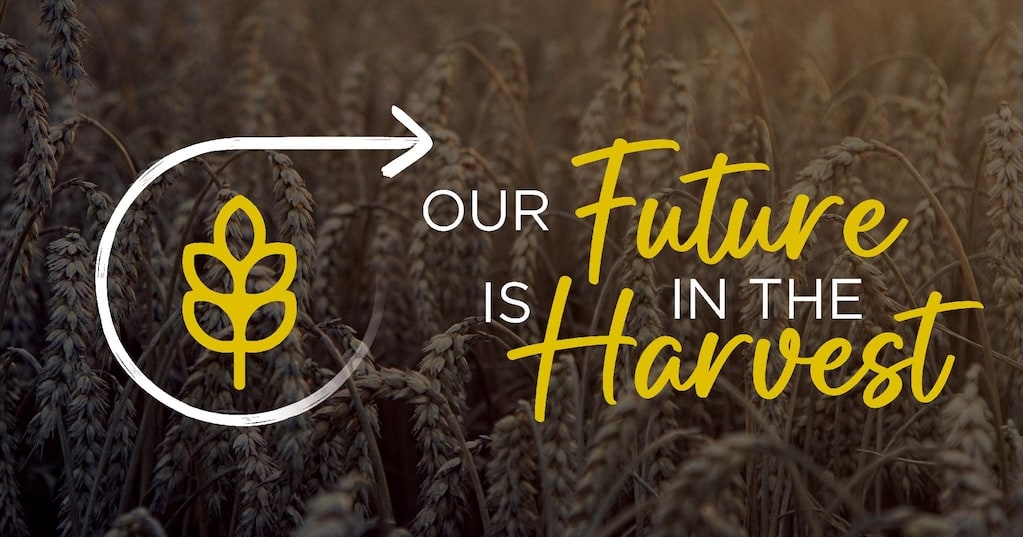 The harvest field